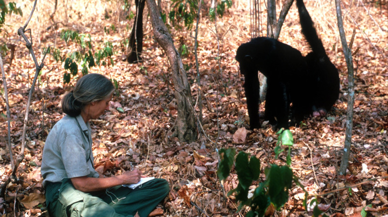 Doctor Jane Goodall taking notes next to a chimpanzee