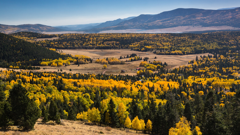 Carpets of autumnal forest spread across a New Mexico valley
