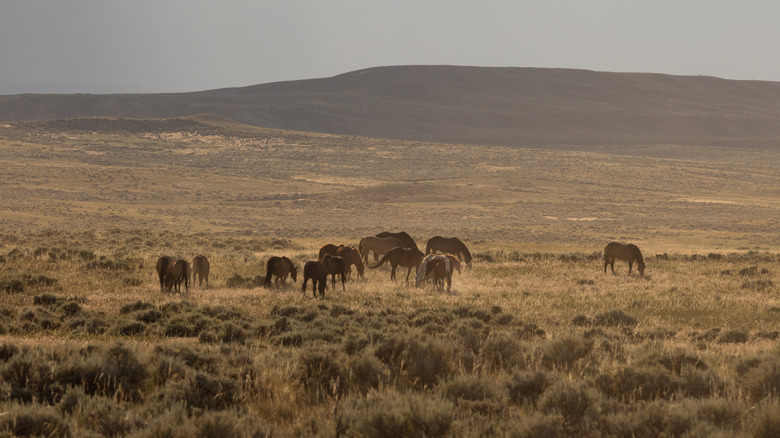 A flat expanse in Wyoming with grazing horses in the distance