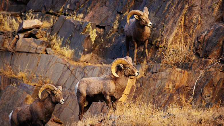 three bighorn sheep standing on a mountainside ledge