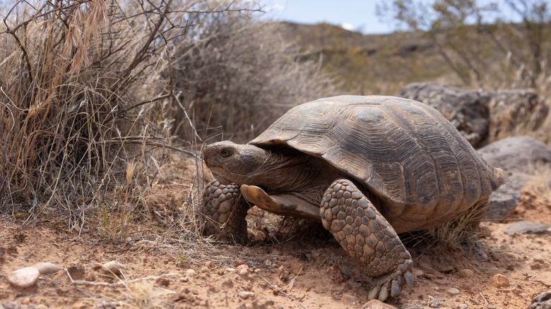 A desert tortoise walking through dry scrubland in the Mojave Desert