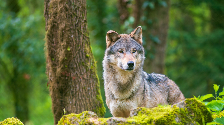 a gray wolf standing in a forest