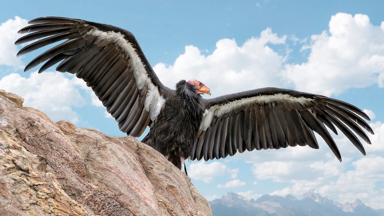 a California condor resting on a rock with its wings outstretched