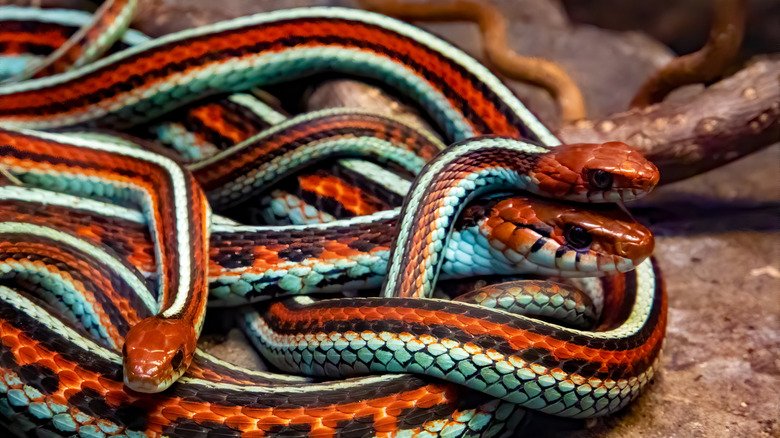 several red, black and blue striped San Francisco garter snakes intertwined