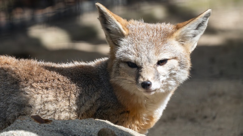 a San Joaquin Kit fox with big ears and tan coat