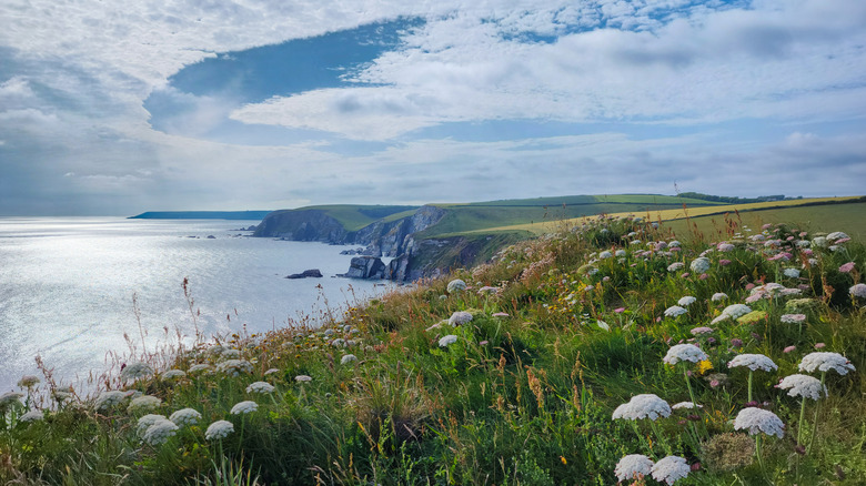 Wildflowers along the coast in Bigbury-on-Sea, England