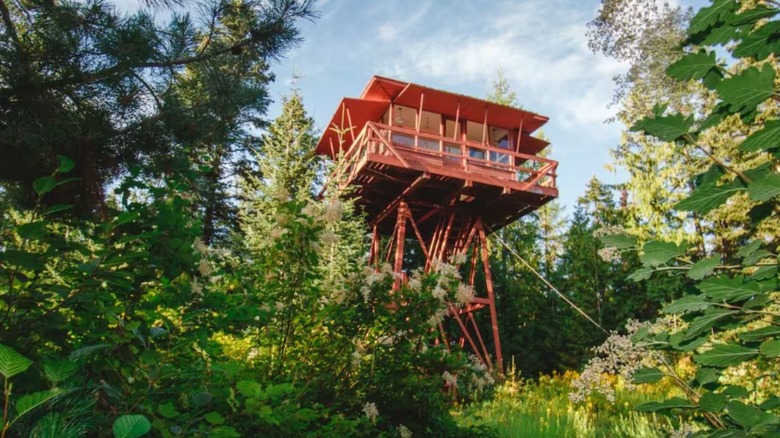 A converted wooden lookout post towers above the treetops in dense forest