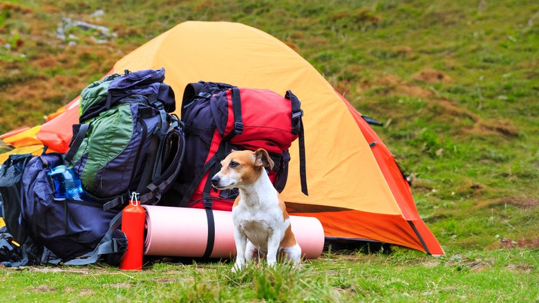 dog next to sleeping pad near tent