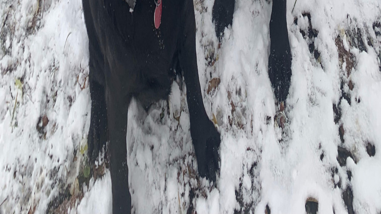 happy dogs in the snow