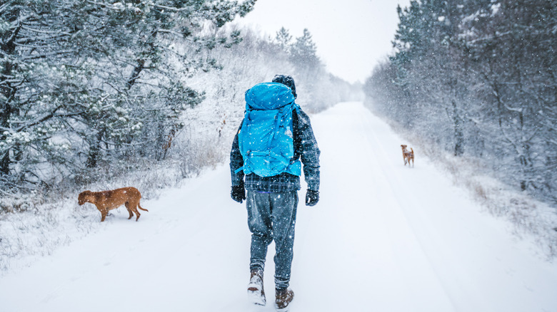 man hiking with dogs in snow