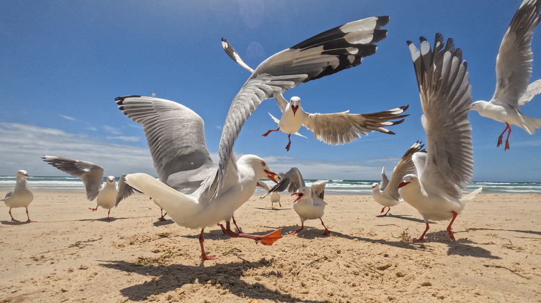 Seagulls fighting for food on the beach