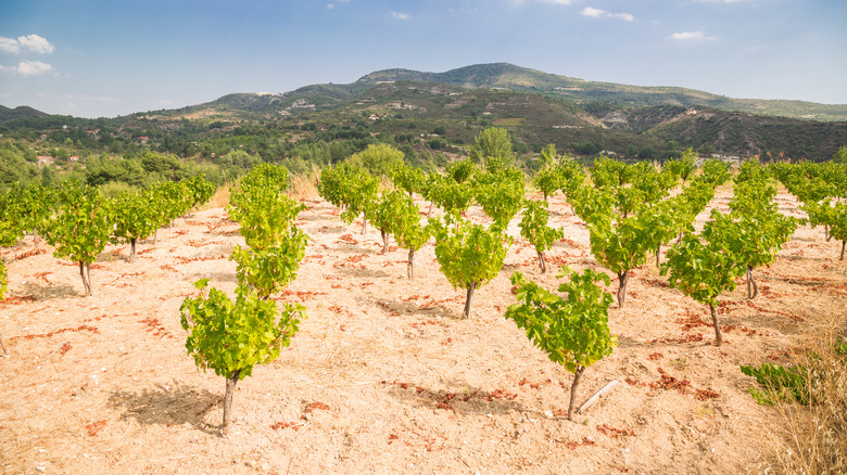 Vineyard in Cyprus