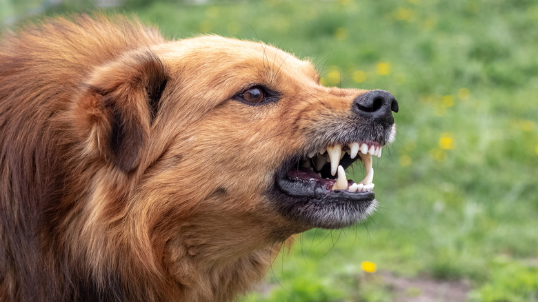 A dog bares his teeth