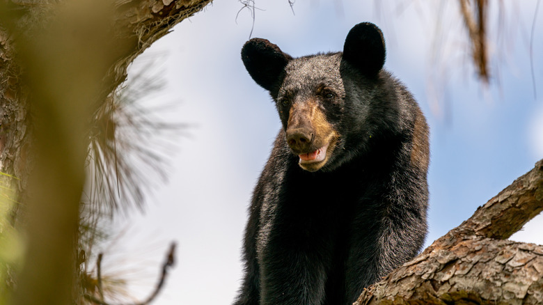 A bear in a pine tree in Florida