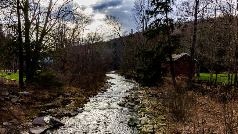 Salt Springs State Park river