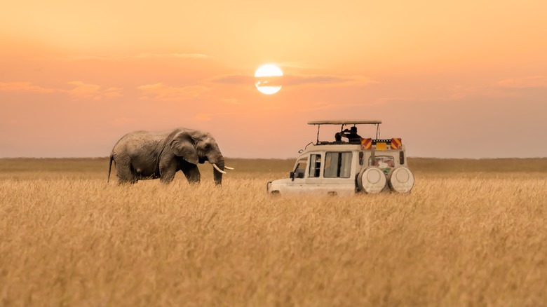 Elephant spotted on a safari