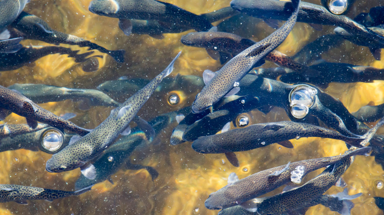 Trout swim in a Colorado fish hatchery