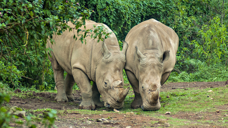 Two one-horned Javan rhinos