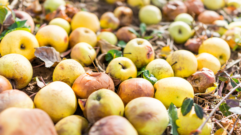 Apples sit on the ground of a Virginia orchard