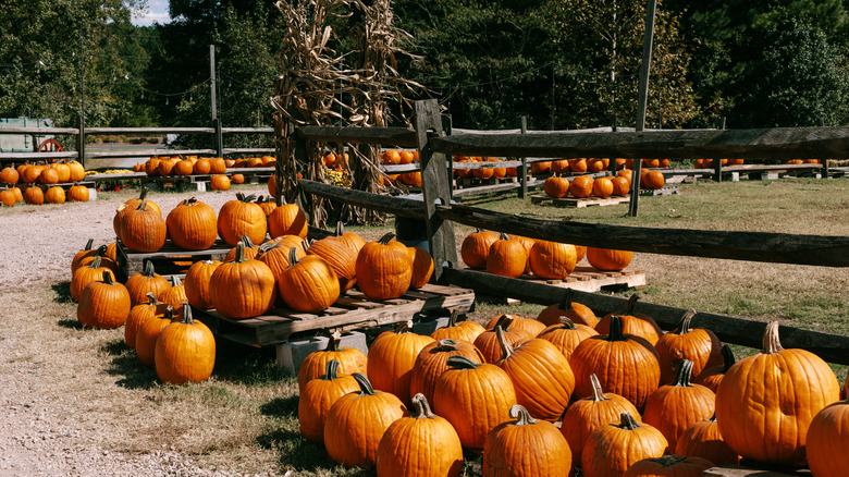 A pumpkin patch