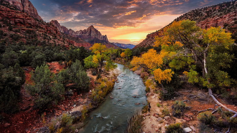 Sunset and fall leaves surrounding a river and canyons at Zion National Park