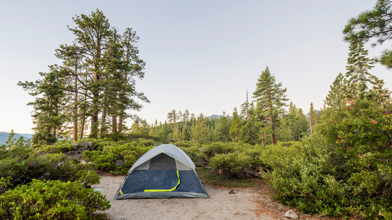 A tent set up in a campground surrounded by lush forest.