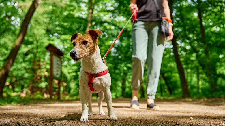 A dog on a leash outdoors with a person walking them.