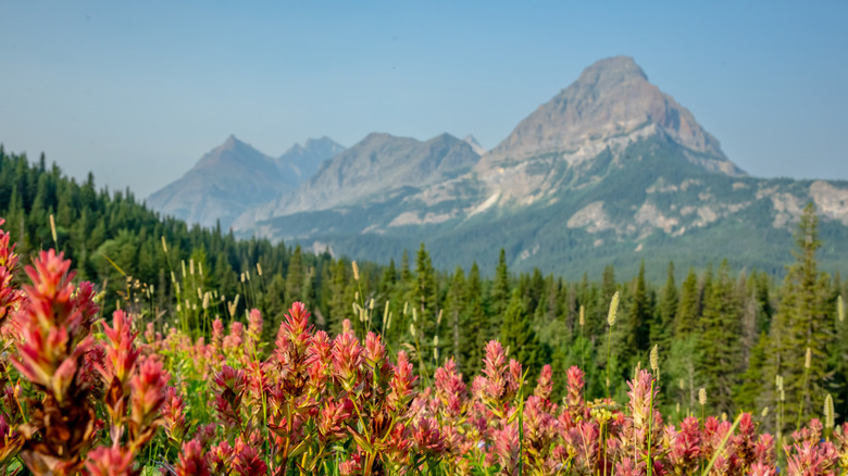 Paintbrush blooms red and pink with Cosley Ridge in the distance in Glacier National Park.
