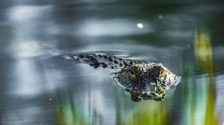 An alligator floats in the water in Florida