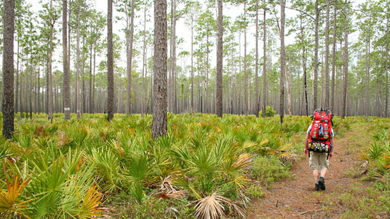 A hiker walks through a forest in Florida