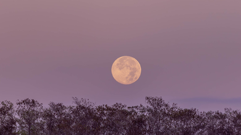 Full moon over Big Cypress National Preserve