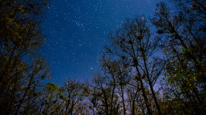 Stars in sky over cypress swamp in Florida