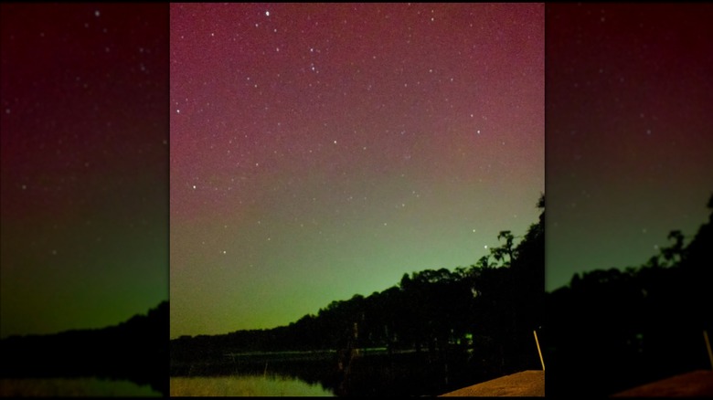The Northern Lights over Osceola National Forest