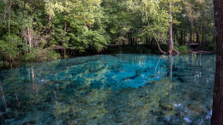 Gilchrist Blue Springs Park