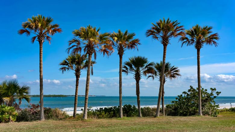 Palm trees against a blue sky at Fort De Soto Park