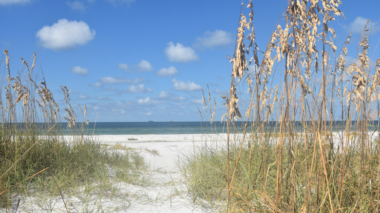 Beach, sea, and sky, between tall grasses