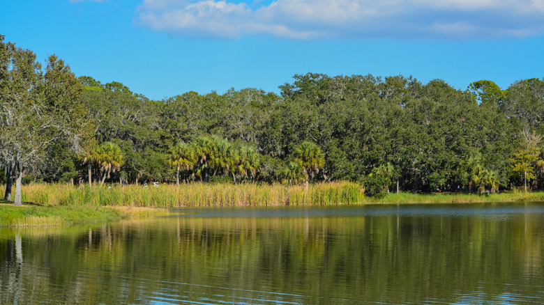 a lake with grasses and trees along its shore