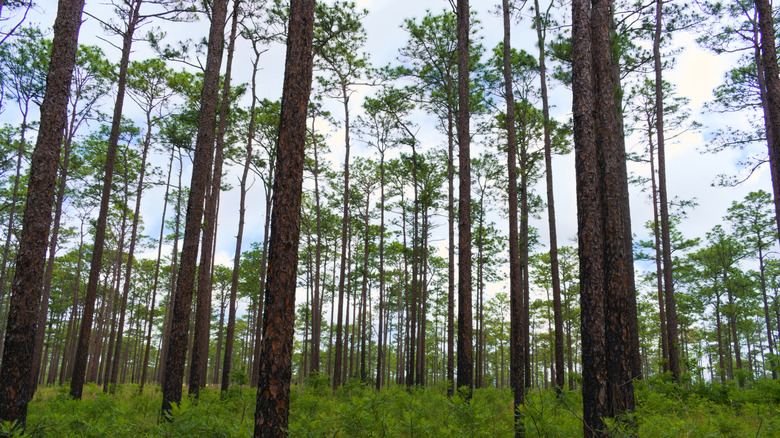 A row of sand pines in the Ocala National Forest, Florida