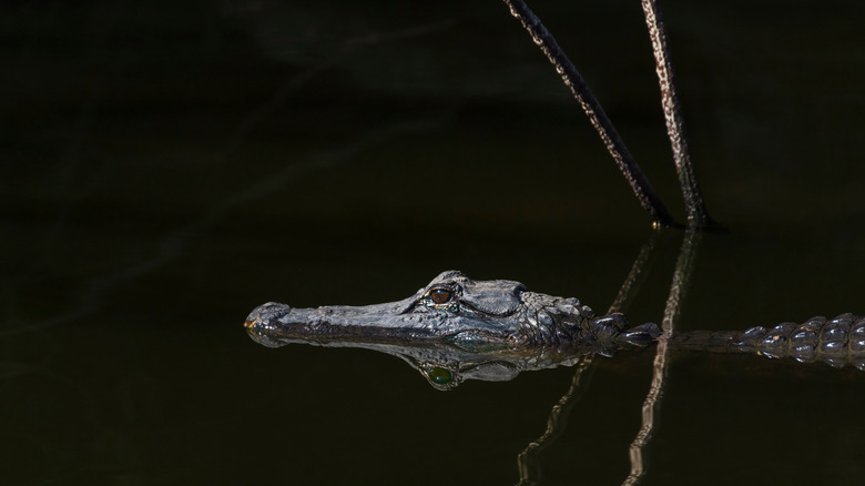 An alligator glides through the water in the dead of night
