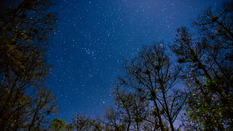 The star-studded night sky surrounded by cypress trees