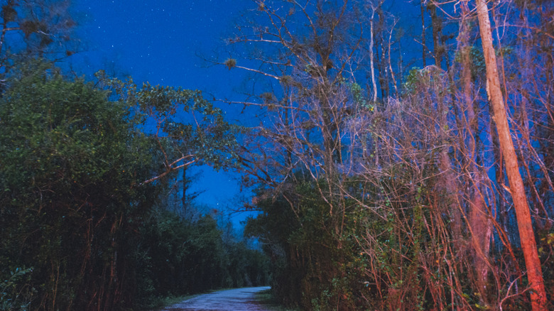 A road winds through Big Cypress Preserve at night, stars in the sky