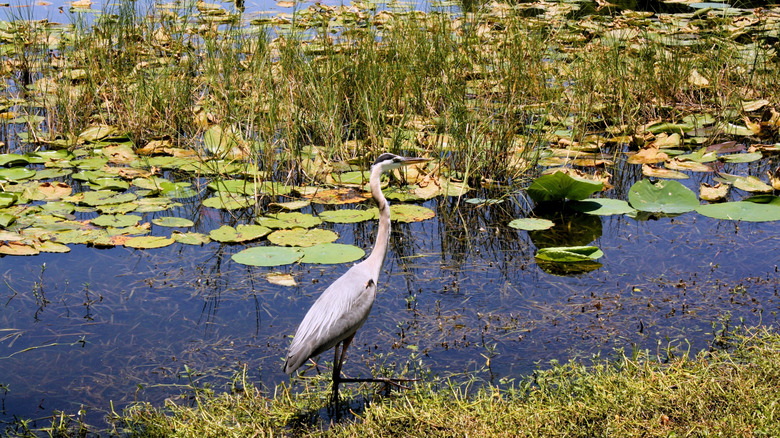 Aquatic life at one of Leesburg, Florida's many lakes, water lillies in the background