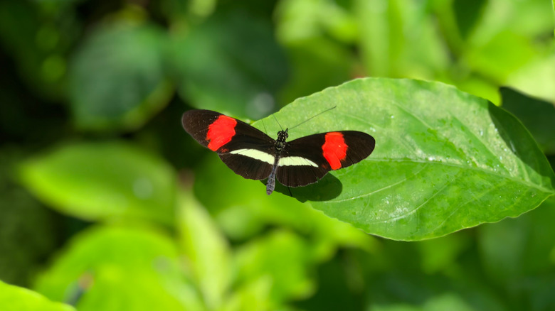 Butterfly on a leaf at Fairchild Tropical Botanic Garden