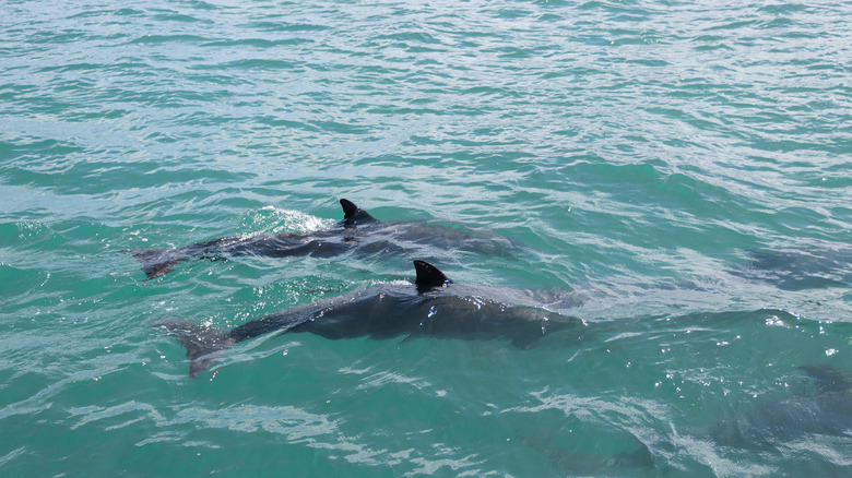 Two dolphins swimming in the ocean