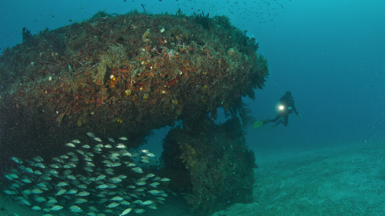 a diver shines a light on a school of silvery fish