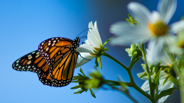 Butterfly in California