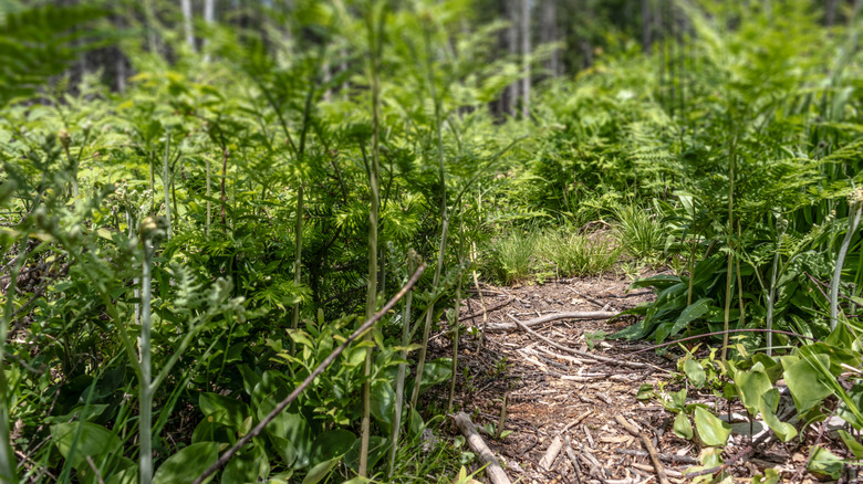 A subtle path cuts through underbrush.