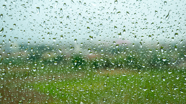 condensation and rain on a window