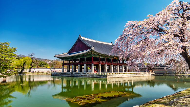Gyeongbokgung Palace in Seoul behind a cherry blossom tree.