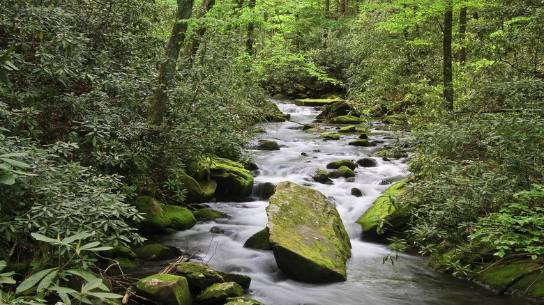 Little Santeetlah Creek in Joyce Kilmer Memorial Forest in the spring